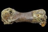 Bargain, Hadrosaur (Edmontosaurus) Hand Bone - South Dakota #113602-2